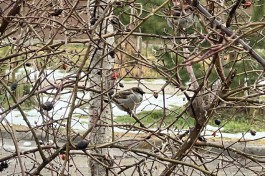 В Калининградском зоопарке попросили не кормить воробьёв, чтобы спасти их от ожирения