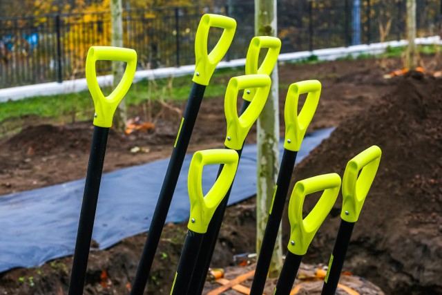 В ноябре в Калининграде планируют высадить ещё 140 деревьев и 1750 кустов кизильника