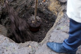 До конца года в Калининградской области планируют высадить более 3,6 тысяч деревьев