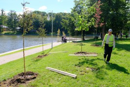 На набережной Верхнего озера в Калининграде высадили 83 дерева
