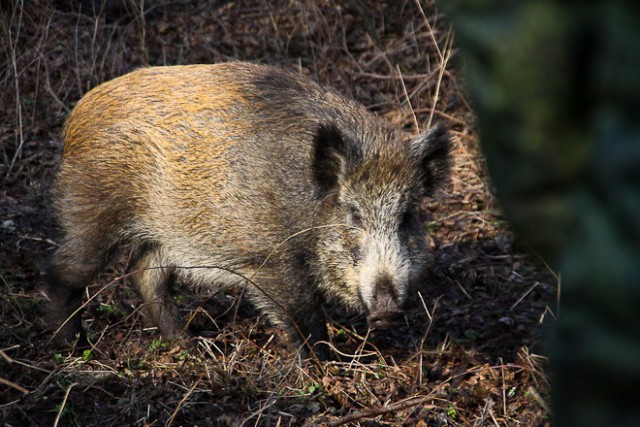 В Литве расширилась зона распространения африканской чумы свиней