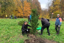 В Макс-Ашманн-парке в Калининграде высадили более 30 деревьев