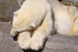 Калининградский зоопарк ищет деньги на вольер для белых медведей 