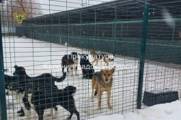 &laquo;Без водоснабжения и кабинета врача&raquo;: суд обязал устранить нарушения в приюте для животных в Калининграде