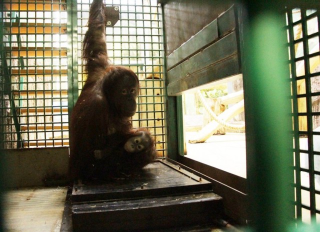 В зоопарке Калининграда орангутанов учат взвешиваться