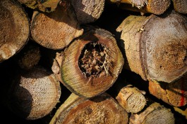 Порт Эльблонга сможет принимать поставки древесины из Калининградской области