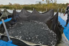 За год в Куршский залив выпустили 1,9 млн штук молоди сига