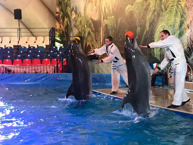 «Опера от кита и картина от дельфина»: спешите посетить дельфинарий в «Резиденции королей»