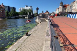 Власти Калининграда сдают в аренду 46-метровый причал у Рыбной деревни