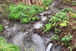 Росприроднадзор: Реку Гурьевку загрязняют неочищенными стоками