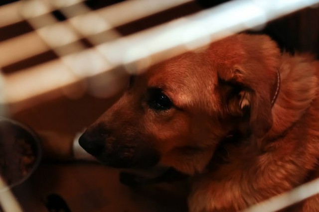 УМВД: Жительница Черняховска погибла, спасая от пожара девять собак 