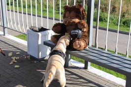 На ж/д станции в Калининграде взрывотехники обследовали подозрительного плюшевого медведя 