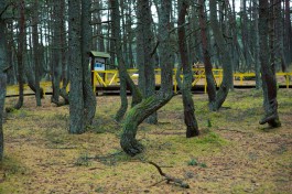 Калина: От любви туристов сосны в Танцующем лесу сохнут и умирают