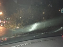 На улице Борзова в Калининграде упавшее на дорогу дерево оборвало провода