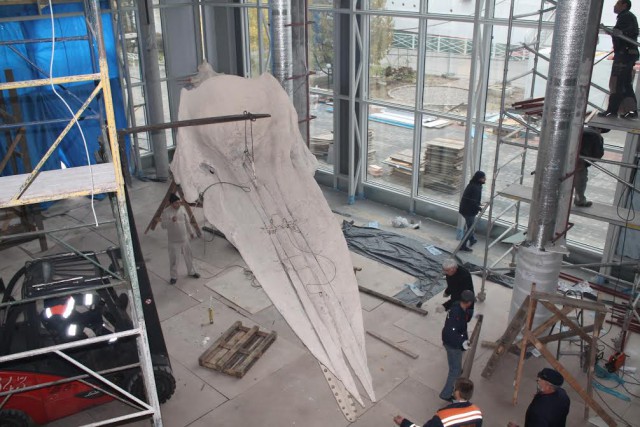 Сотрудники Музея Мирового океана начали собирать скелет кашалота