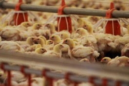 В Калининградскую область не пустили 65 тысяч цыплят из Испании