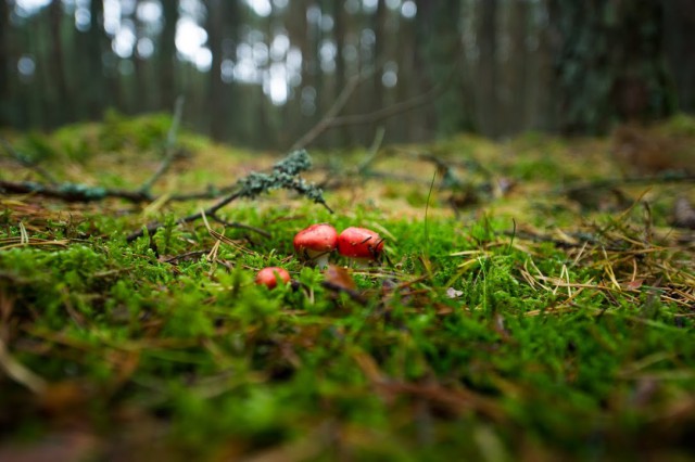 В лесу под Балтийском нашли тело 71-летнего грибника