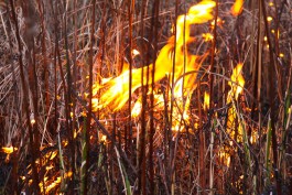 В Славском округе поймали поджигательницу травы