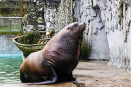 В зоопарке Калининграда умер самый старый в мире сивуч 