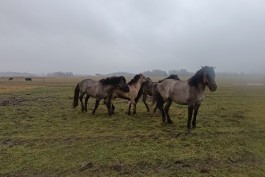 Фермер в Зеленоградском округе создаёт хозяйство по разведению редких русских пород лошадей