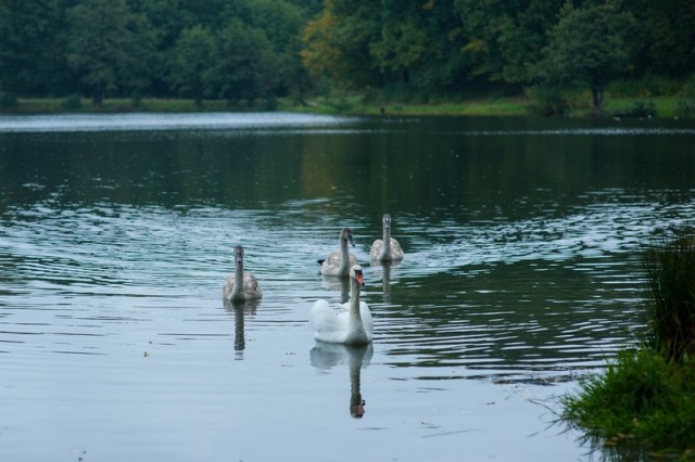 На озере под Калининградом охотники расстреляли семью лебедей
