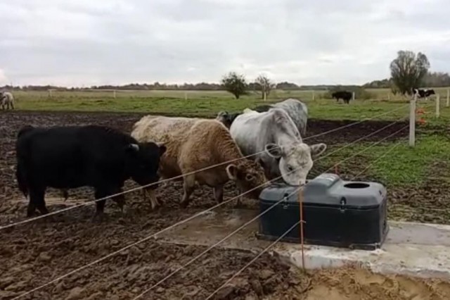 В Зеленоградском округе фермер установил незамерзающие поилки для коров