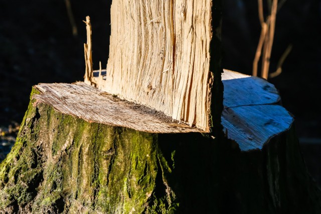 В правительстве объяснили вырубку 43 деревьев на трассе Калининград — Балтийск
