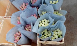 «С кусочком сахара»: к 8 Марта в теплицах Светлого вырастили 110 тысяч тюльпанов (фото)
