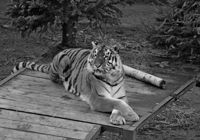 В калининградском зоопарке умерла тигрица Таня