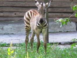 У пары зебр из Калининградского зоопарка родился детёныш (фото)