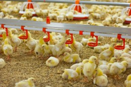 На паромах из Усть-Луги в Калининградскую область начали перевозить цыплят для птицефабрики 