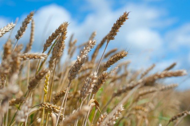Россельхознадзор «забраковал» 34 тысячи тонн калининградской пшеницы на экспорт