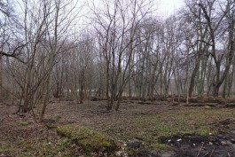 Вдоль улицы Суворова в Калининграде хотят создать парк водно-болотных угодий