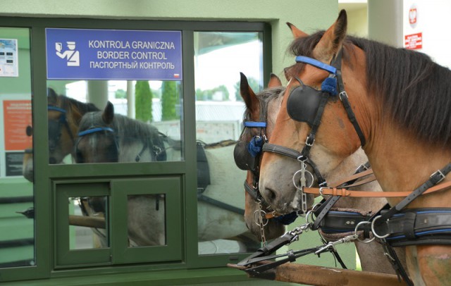 Лошади-тяжеловозы редкой породы прибыли в Калининградскую область (видео)