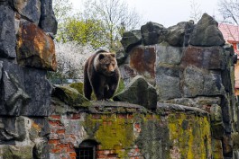 Калининградскому зоопарку разрешили реконструировать вольеры под новый медвежатник