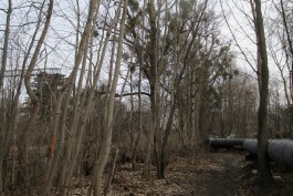 «Калининградтеплосеть» вырубит 300 деревьев рядом с Ботаническим садом
