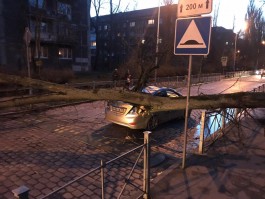 Штормовой ветер повалил в Калининградской области 118 деревьев