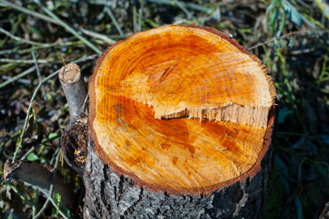 Жителя Славского округа задержали за незаконную вырубку 37 деревьев