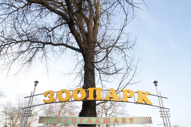 В калининградском зоопарке соорудили «игрушку» для бизона Богдана (видео)