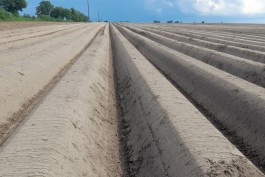 На полях в Озёрском округе высадили 400 гектаров картофеля для фастфуда