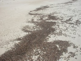 Нацпарк «Куршская коса» не собирается убирать мёртвых жуков с берега моря