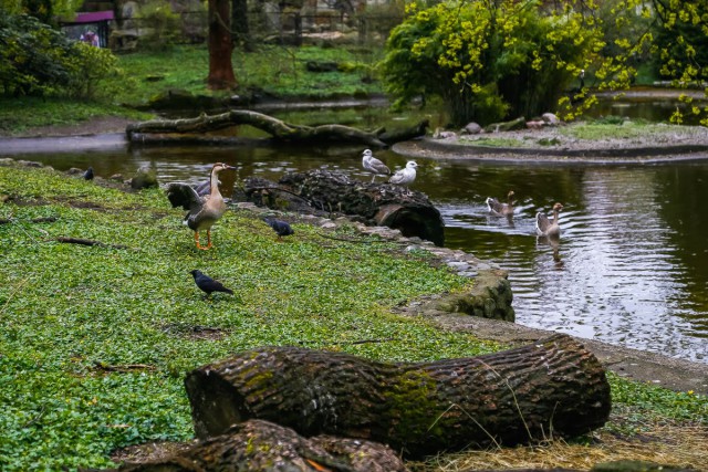 В калининградском зоопарке из-за нападения бродячих собак погибли четыре птицы