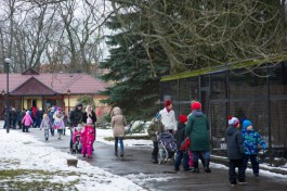 Калининградский зоопарк опубликовал график работы в новогодние праздники