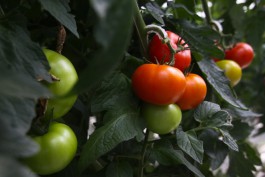 В Славском округе хотят построить новые теплицы для огурцов и помидоров