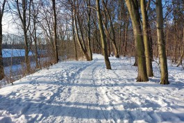 В Калининграде обещают провести экологическое обследование зелёной зоны в районе Литовского ручья в конце лета