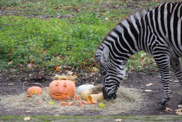 В калининградском зоопарке умер единственный самец зебры