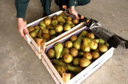 В Калининградской области уничтожили две тонны польских груш
