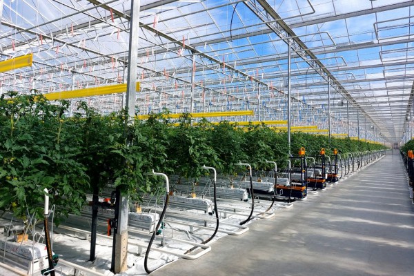 Под Гвардейском запустили новый тепличный комплекс площадью 5,3 гектара (фото)