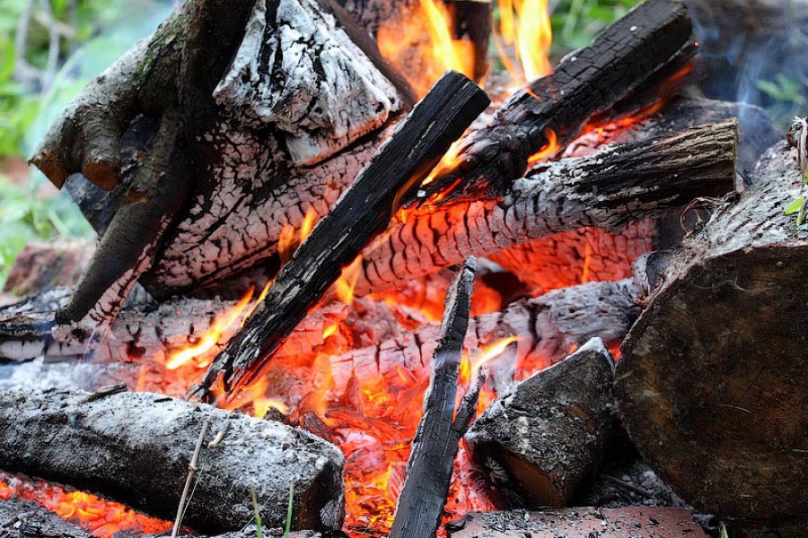 В Балтийском лесничестве выгорели посадки молодых деревьев