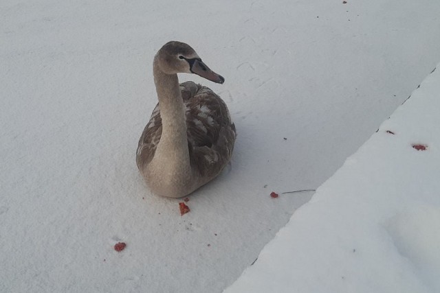 В Калининграде спасли лебедя, который замерзал на Верхнем озере